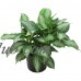 Aglaonema Chinese Evergreen Silver Bay Easy to Grow Live House Plant from Delray Plants, 10-inch Grower Pot   553130401